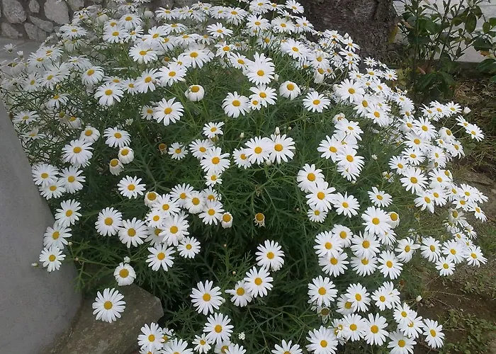 Bed & Breakfast Il Merlo Anacapri (Isola di Capri)