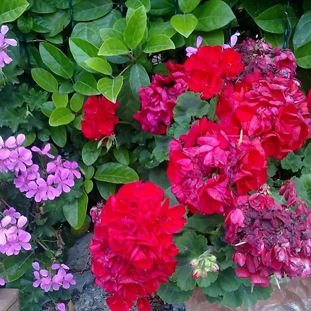 فندق مبيت وإفطار Il Merlo