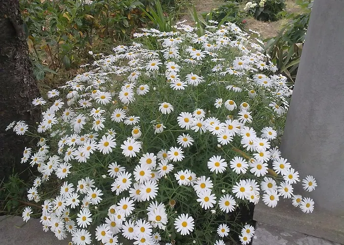 Bed & Breakfast Il Merlo 3*