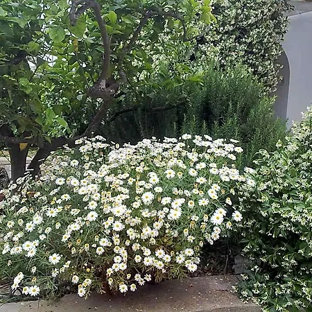 Il Merlo Panzió Anacapri