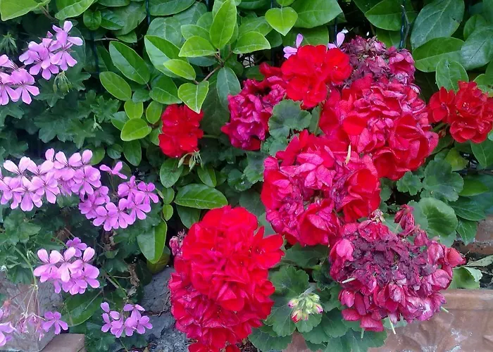 Oda ve Kahvaltı Il Merlo